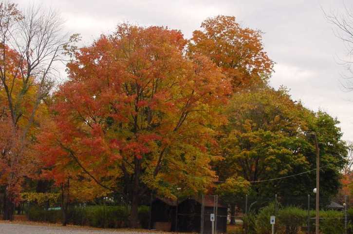 fall foliage